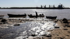 La-bajante-y-la-sobrepesca-ponen-en-riesgo-al-sabalo-y-al-equilibrio-del-rio