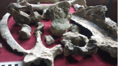 El-Museo-Paleontologico-de-San-Pedro-recupera-numerosos-fosiles-de-mamiferos