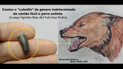 Hallan-restos-de-un-canido-que-habito-hace-200000-anos