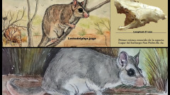 Marsupial-de-la-edad-de-hielo-hallado-en-San-Pedro-publicado-por-prestigiosa-revista-internacional