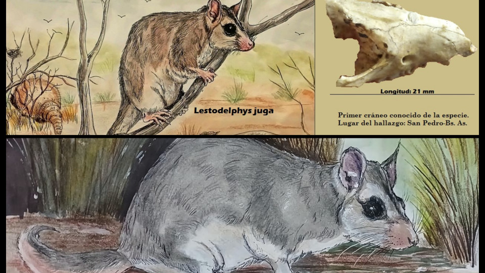 Marsupial de la edad de hielo hallado en San Pedro, publicado por prestigiosa revista internacional Marsupial de la edad de hielo hallado en San Pedro, publicado por prestigiosa revista internacional