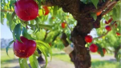 Pionero-INTA-una-variedad-de-nectarina-optima-para-exportacion
