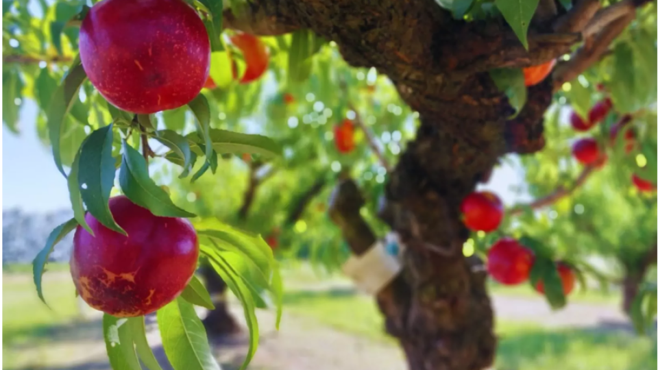 Pionero INTA, una variedad de nectarina óptima para exportación