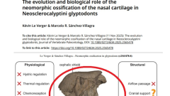 Fosil-de-San-Pedro-en-estudio-internacional-sobre-armadillos-prehistoricos