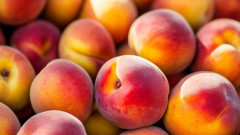 De-San-Pedro-al-mundo-nuevas-variedades-de-durazno-ya-se-venden-en-el-mercado