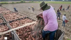 Gdor-Castro-Detectan-irregularidades-laborales-en-la-cosecha-de-batatas